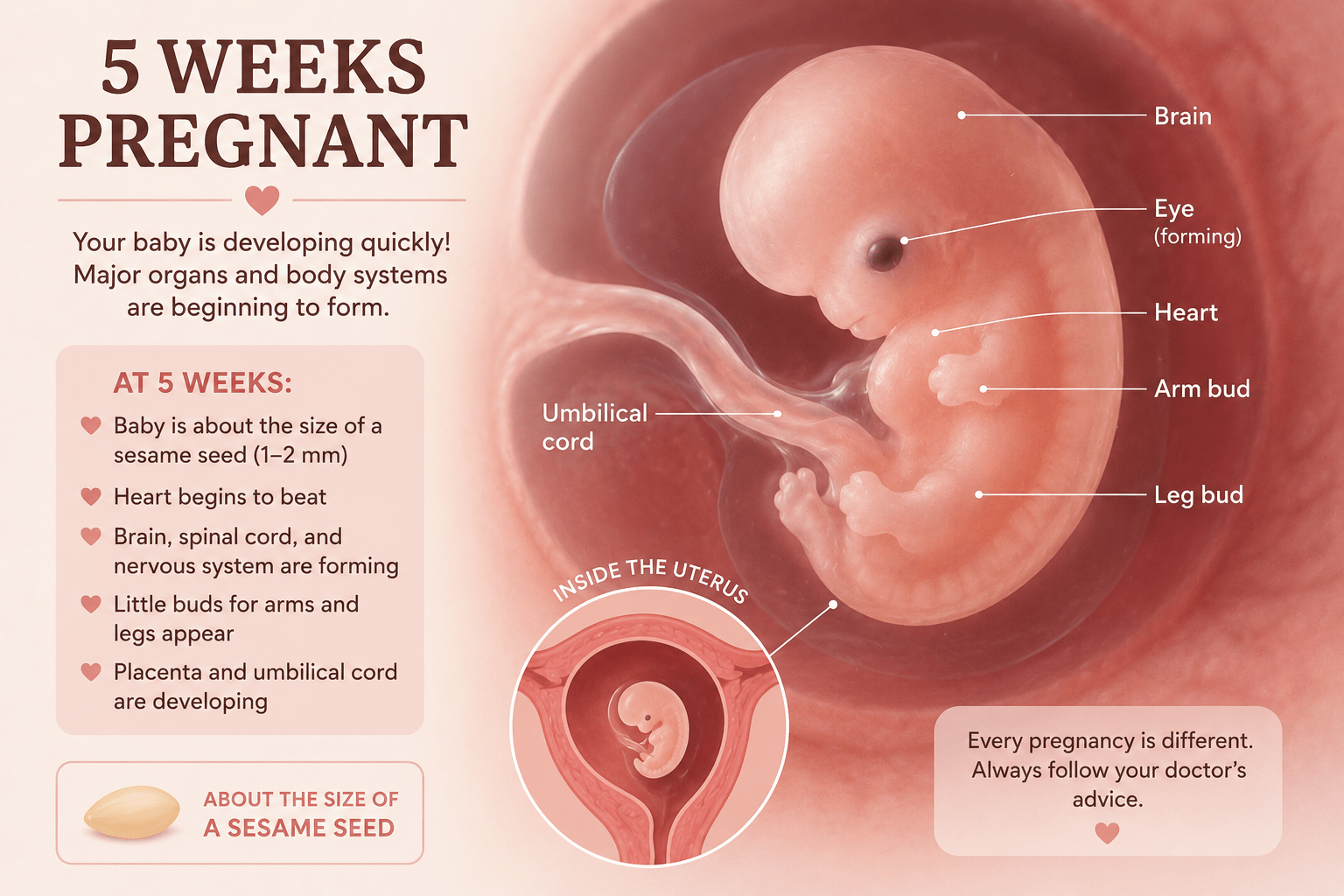 5 Weeks Pregnant embryo development and early symptoms guide