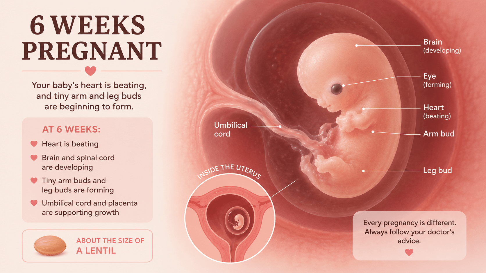 6 Weeks Pregnant embryo development and early pregnancy symptoms guide