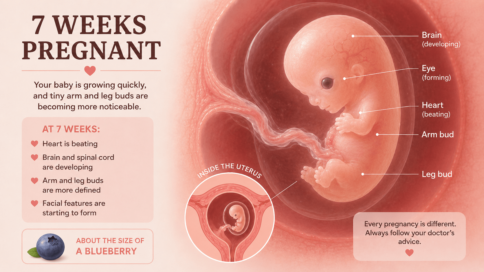 7 Weeks Pregnant embryo development and early pregnancy symptoms guide